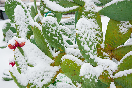 Prickly pear cactus covered with snow in unusually cold winter