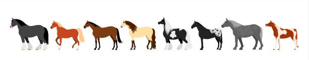 colorful Horse banner colorful Horses in a row. appaloosa stock illustrations