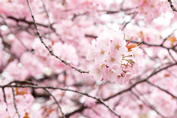 istock Closed up of sakura (Cherry) blossom background 648751952