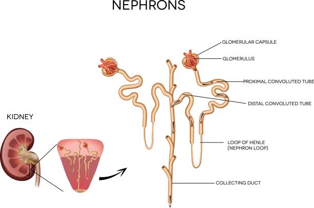 illustrazioni stock, clip art, cartoni animati e icone di tendenza di nefrone e e glomerulus - glomerulus