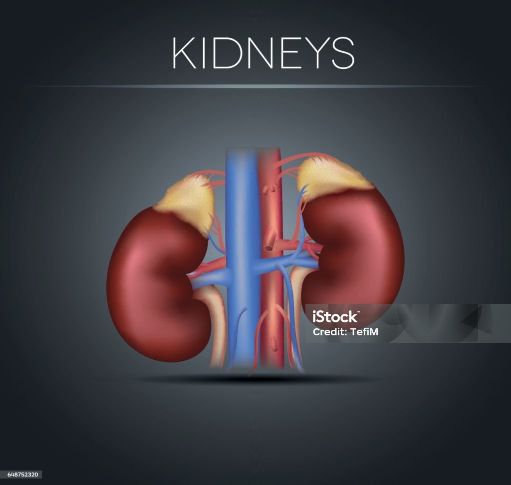 Kidneys Gradient Human Kidneys On A Black Gradient Background Stock Illustration ...