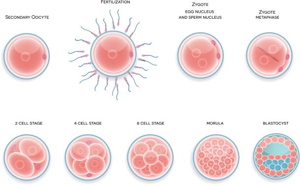 Fertilized cell development Fertilized cell development. Stages from fertilization till morula cell. human cell nucleus stock illustrations