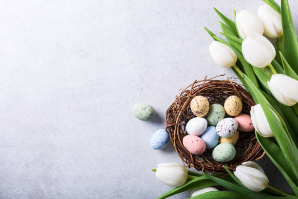 Beautiful white tulips with colorful quail eegs in nest on light gray stone background. Spring and Easter holiday concept with copy space.