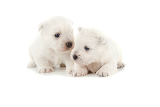 istock West Highland White Terrier puppies 648762070