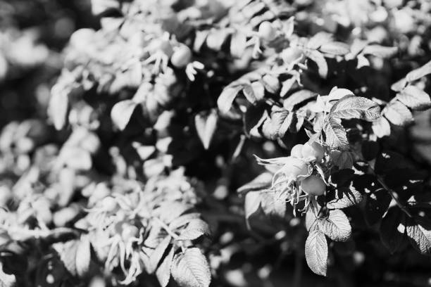 istock Black and white dog rose background 648767354