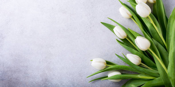 Beautiful white tulips Beautiful white tulips on light gray stone background. Spring and Easter holiday concept with copy space. Banner. white tulips stock pictures, royalty-free photos & images