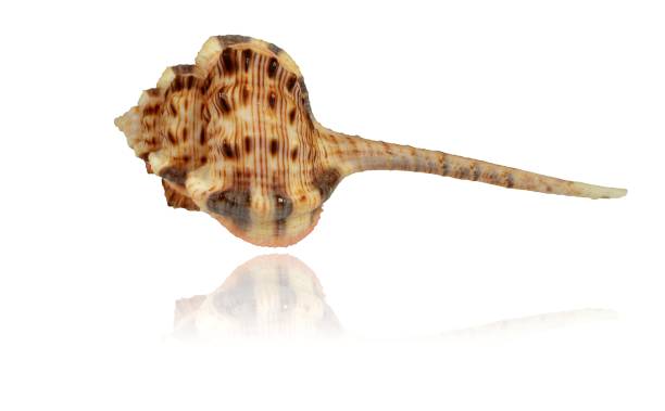 skorupa mięczaka morskiego woodcock murex (łat. haustellum haustellum) - haustellum zdjęcia i obrazy z banku zdjęć