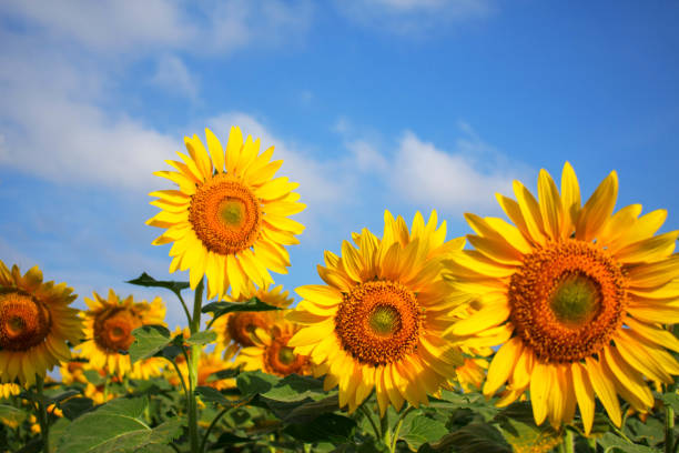 istock Beautiful sunflowers with sky. 648784996