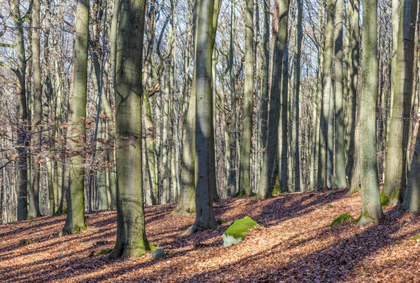 istock forest in wintertime with leaves in indian summer colors 648785606