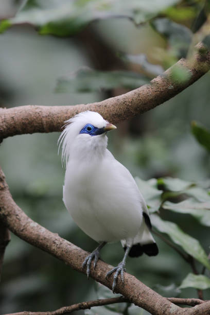 istock the white bird Leucopsar rothschildi 648791832