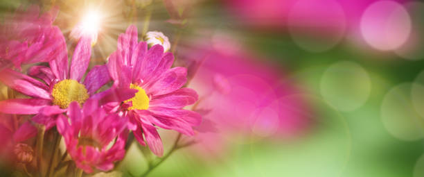 detalhe de um colorido amor-perfeito - textraum imagens e fotografias de stock