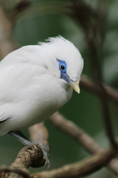 istock the white bird Leucopsar rothschildi 648792508