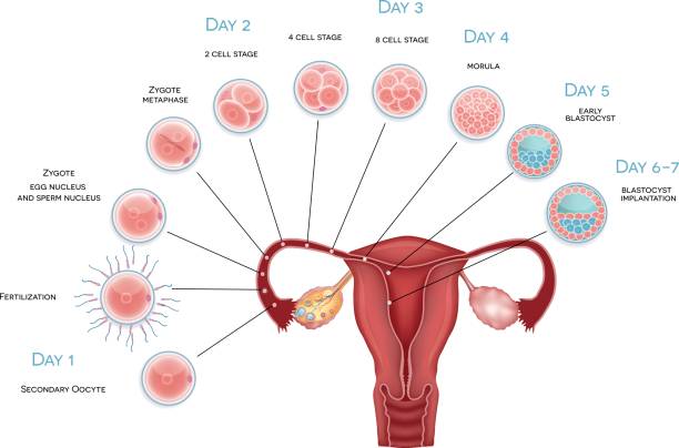 entwicklung des embryos - ovary stock-grafiken, -clipart, -cartoons und -symbole