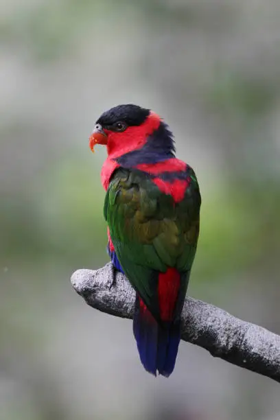 Photo of the parrot name Eos bornea