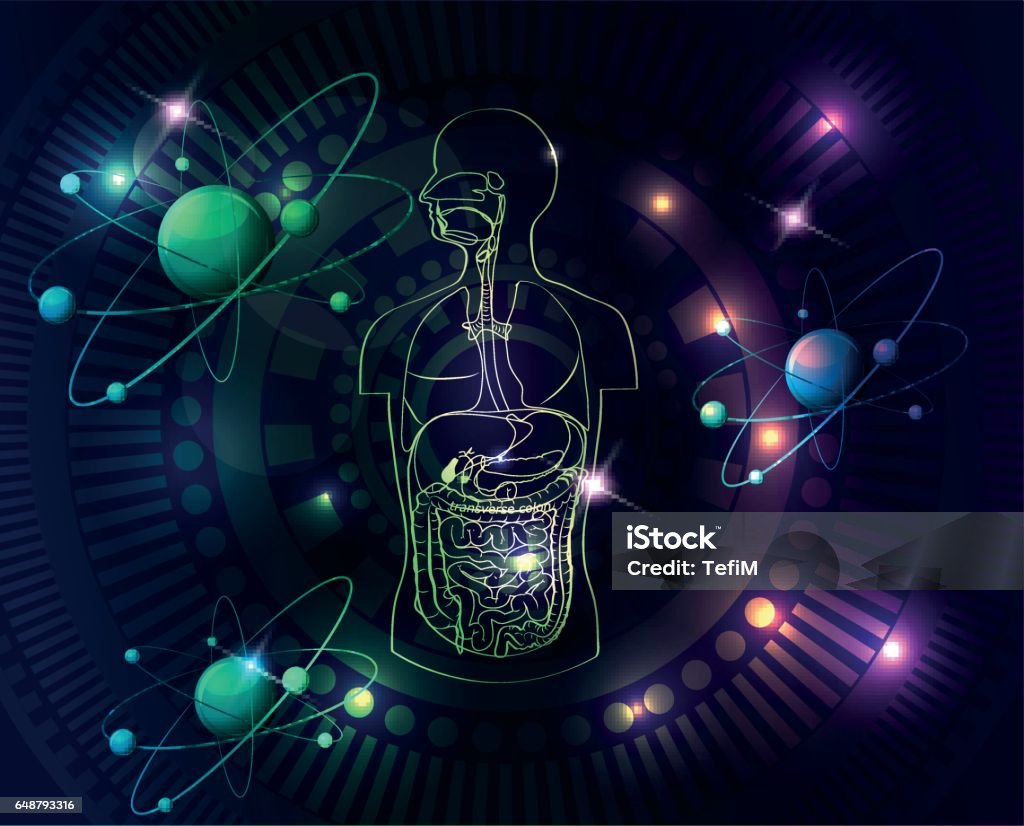 Colorful Human Anatomy Stock Illustration Biology Diagrams