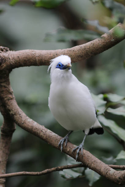 istock the white bird at hk park 648794320