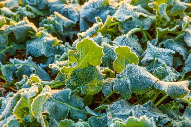 istock icy leaf of plant in the field 648794514