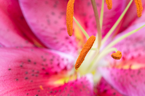 Oriental lily in macro
