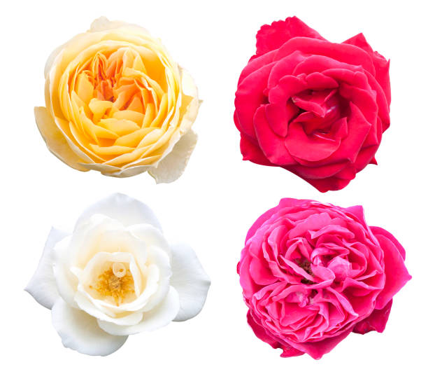 istock Rose pink flowers 648794684