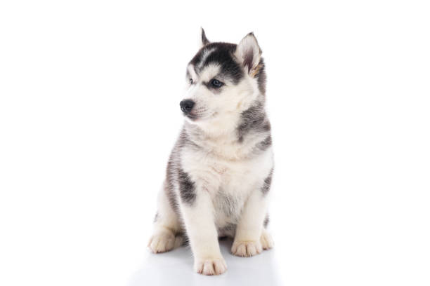 istock Cute siberian husky puppy sitting on white background 648799096