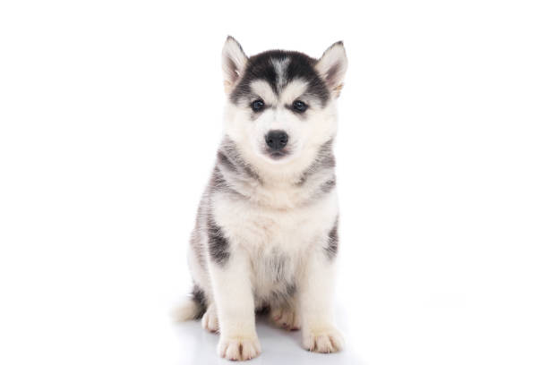 istock Cute siberian husky puppy sitting on white background 648799102
