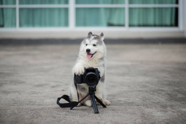 istock siberian husky puppy taking a photo 648799146