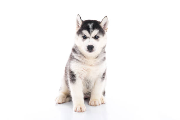 istock Cute siberian husky puppy sitting on white background 648799180