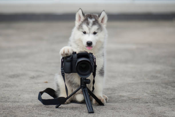 istock siberian husky puppy taking a photo 648799214