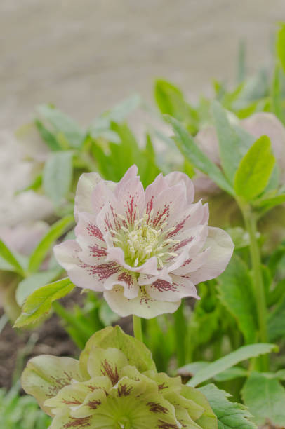 istock Hellebore Double Ellen Spotted Pink 648800398