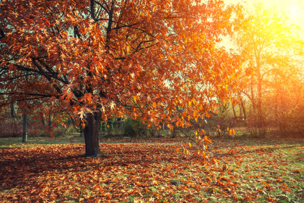 istock Autumn park. Tree with red leaves 648804074