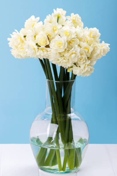 istock Close up of erlicheer daffodils 648804522