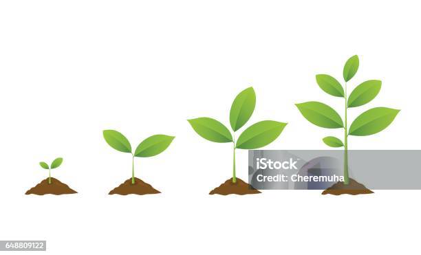 Planting Tree Seedling Gardening Plant Seeds Sprout In Ground Stock Illustration - Download Image Now