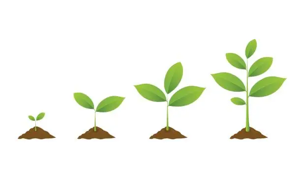 Vector illustration of Planting tree. Seedling gardening plant. Seeds sprout in ground.