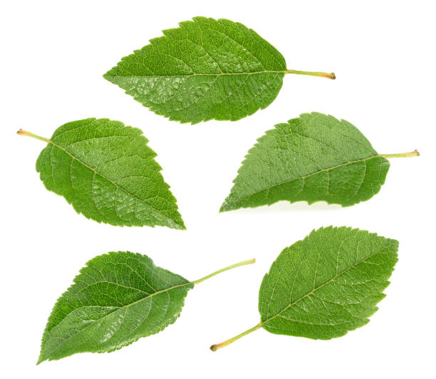 istock Apple leaves collection isolated on white background 648809220