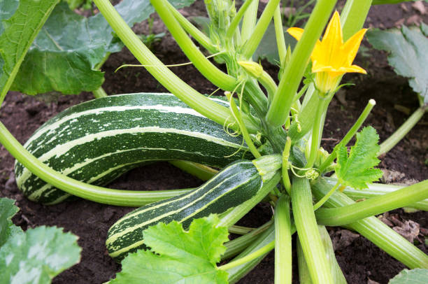 istock Zucchini plant.  Zucchini flower. 648809226
