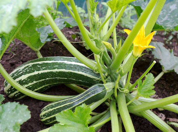 istock Zucchini plant.  Zucchini flower. 648809272