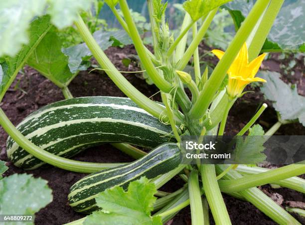 Zucchini Plant Zucchini Flower Stock Photo - Download Image Now - Plant, Zucchini, Agriculture
