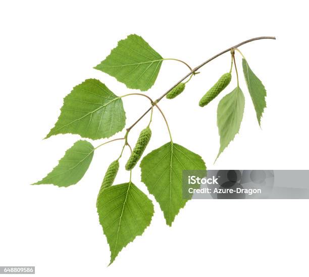 Birch Leaves Isolated Without Shadow Stock Photo - Download Image Now - Birch Tree, Leaf, White Background