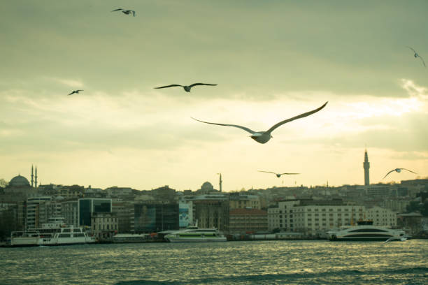 istock Seagulls flying in sky  in Istanbul 648810608