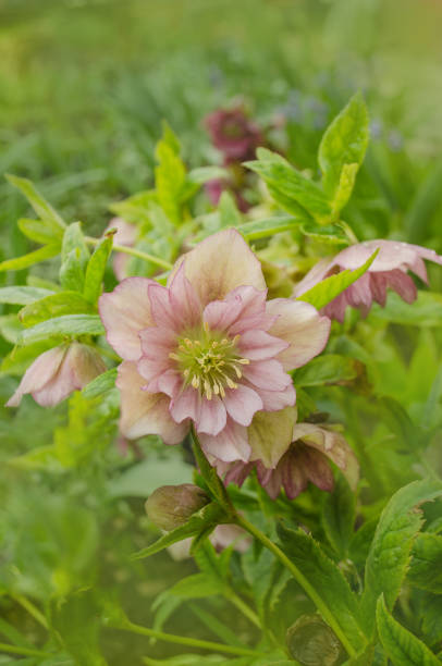 istock Hellebore Double Ellen Spotted Pink 648813060