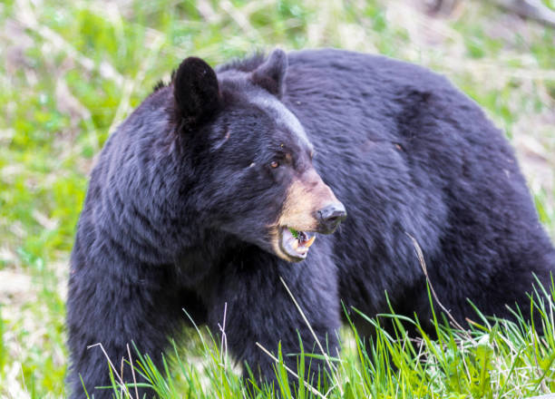 istock America Black Bear hunting in the woods 648817940