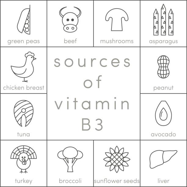 Vitamin B3 vector Sources of vitamin B3, vector outline food icons for infographic vitamin b 3 stock illustrations