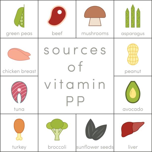 Vitamin PP vector Sources of Niacin, vector outline food icons for infographic vitamin b 3 stock illustrations