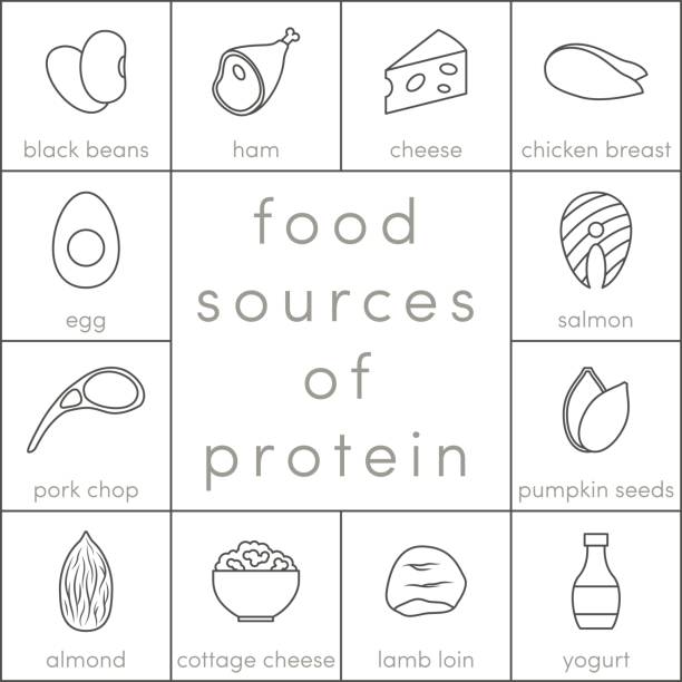 Food sources of protein Food sources of protein, vector outline icons for infographic cottage cheese stock illustrations