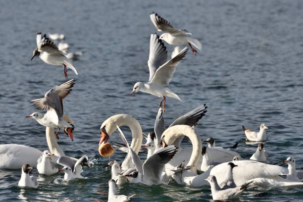 istock Wild swans and seagulls 648821516