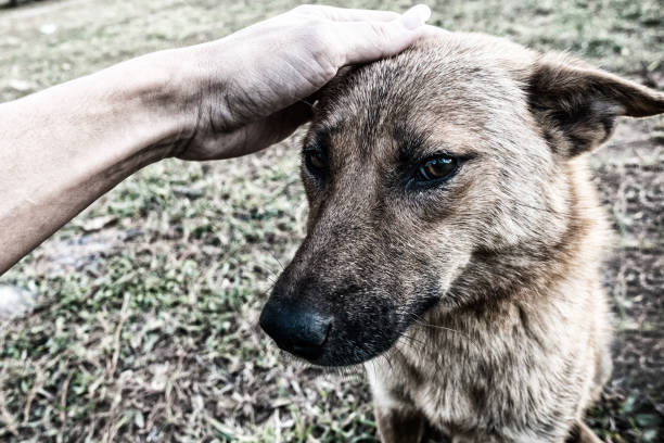 istock the dog with be sad eyes 648822756
