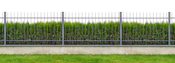 produzione di massa del villaggio di metallo lungo recinto grigio isolato collage panoramico. dietro la recinzione sta crescendo la siepe sempreverde dell'albero di thuja. - fence formal garden gardening ornamental garden foto e immagini stock