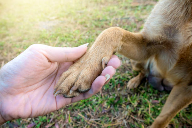 istock human hand hold the dog leg 648823776
