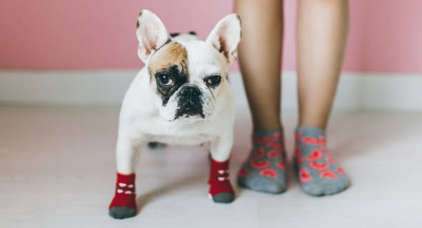 istock Womens Legs with dog side by side. 648826306