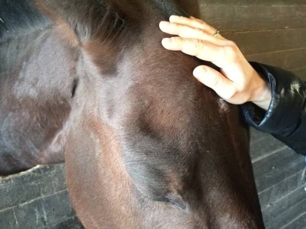 istock cowls to the horse 648833916